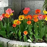 Il Tulipano Hotel Verona