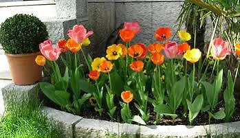 Il Tulipano Hotell Verona